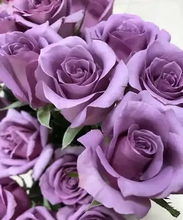 玫瑰花的品種有哪些