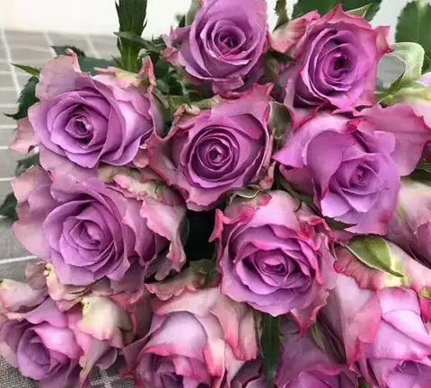 玫瑰花的品種有哪些