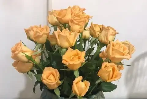 玫瑰花的品種有哪些
