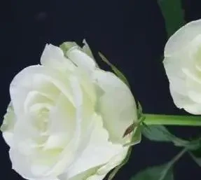 玫瑰花的品種有哪些