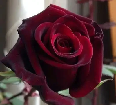 玫瑰花的品種有哪些