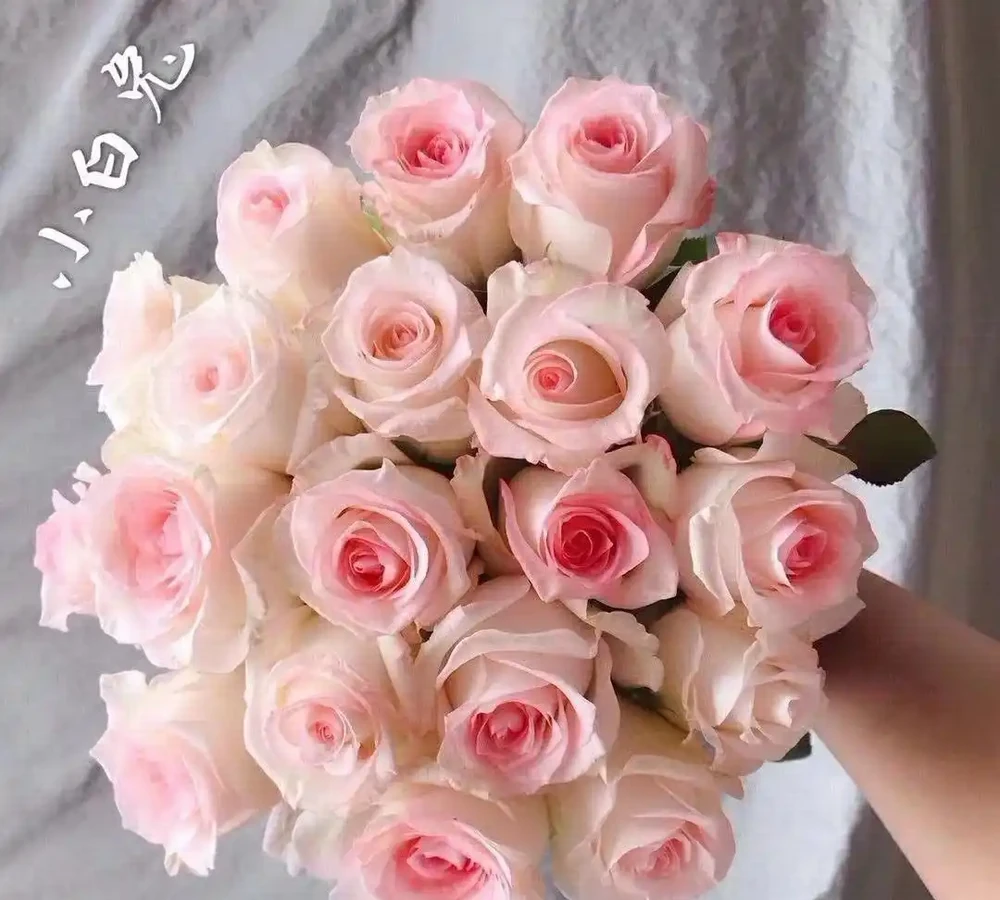 玫瑰花的品種有哪些
