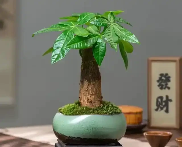 18種漂亮花，適合小盆養，盆越小狀態越好，趕快試試吧