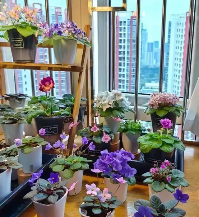 18種漂亮花，適合小盆養，盆越小狀態越好，趕快試試吧
