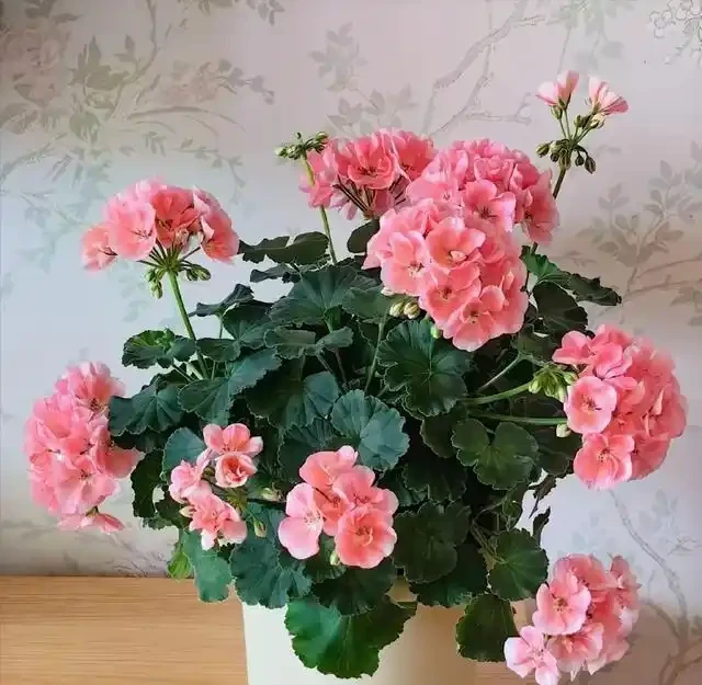 18種漂亮花，適合小盆養，盆越小狀態越好，趕快試試吧