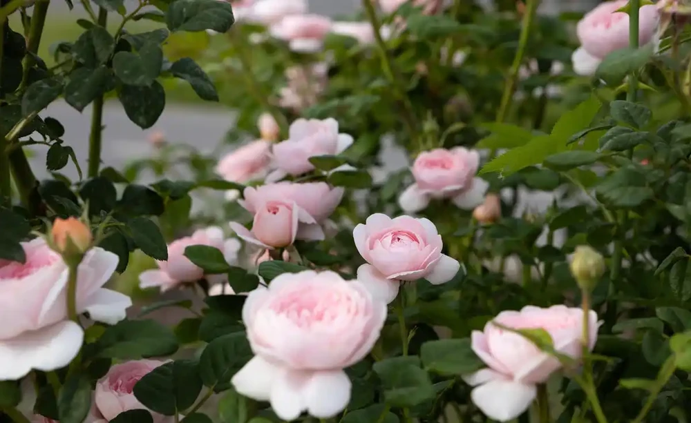 四季花開不敗:揭秘10種全年綻放的神奇花卉