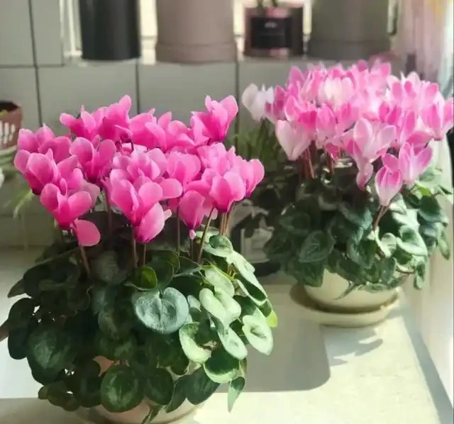 18種漂亮花，適合小盆養，盆越小狀態越好，趕快試試吧