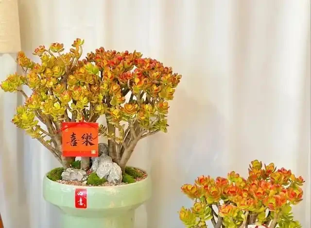 18種漂亮花，適合小盆養，盆越小狀態越好，趕快試試吧
