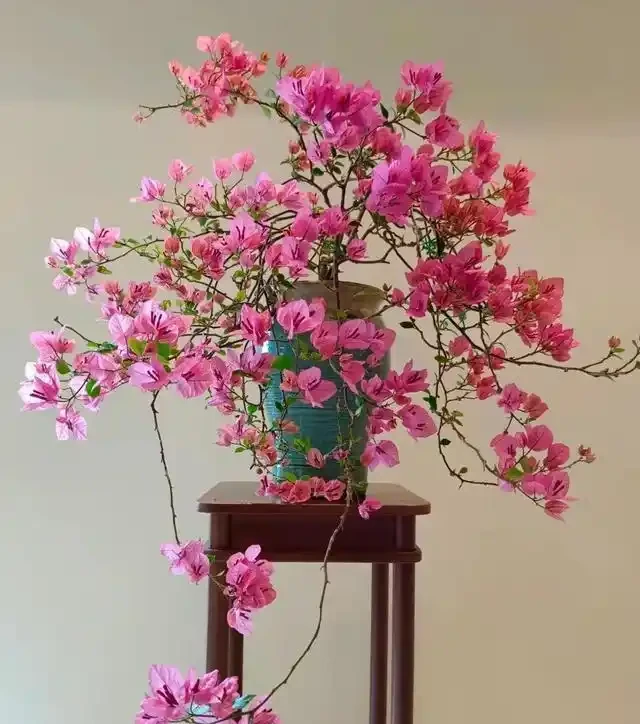 18種漂亮花，適合小盆養，盆越小狀態越好，趕快試試吧