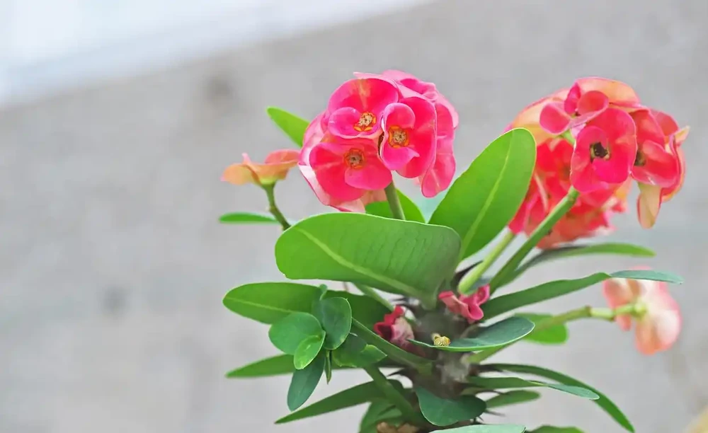 四季花開不敗:揭秘10種全年綻放的神奇花卉