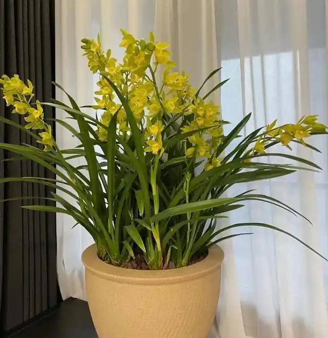 18種漂亮花，適合小盆養，盆越小狀態越好，趕快試試吧