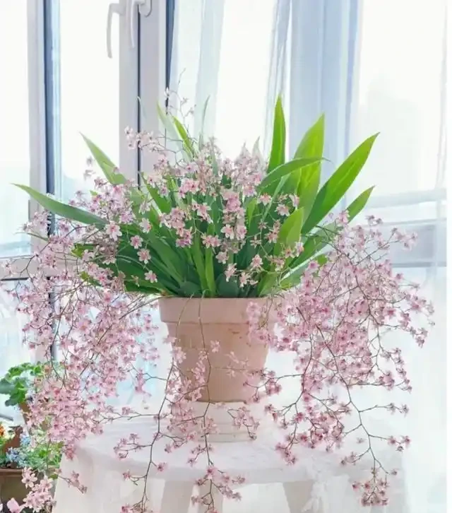 18種漂亮花，適合小盆養，盆越小狀態越好，趕快試試吧