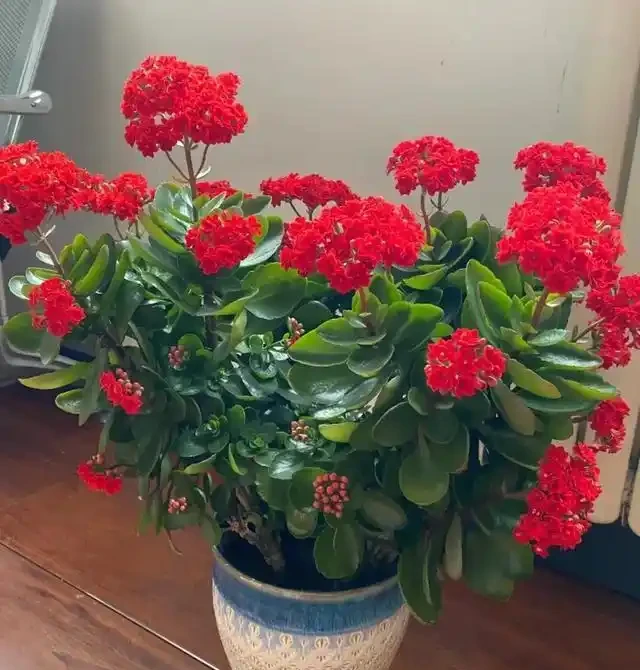 18種漂亮花，適合小盆養，盆越小狀態越好，趕快試試吧