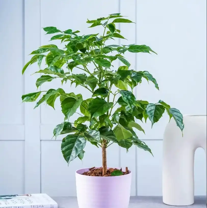 幸福樹