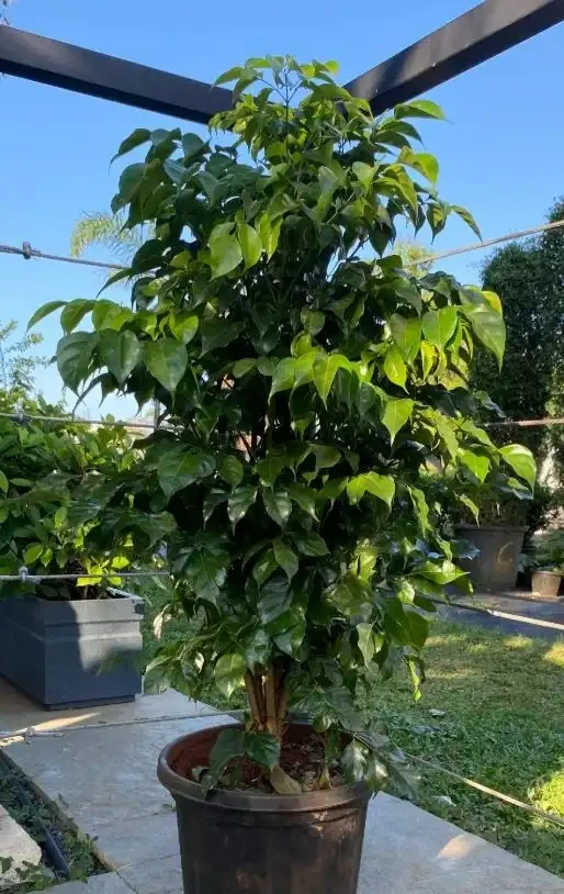 溫度過高或高低