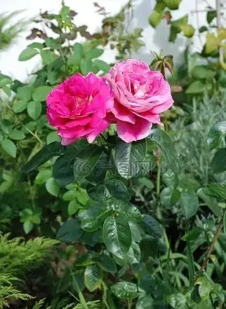 月季花與玫瑰花的區別