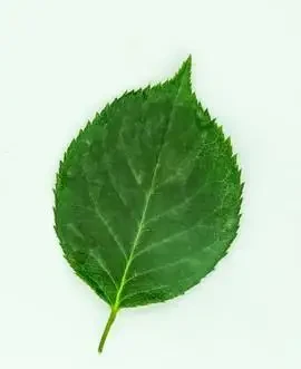 月季花與玫瑰花的區別