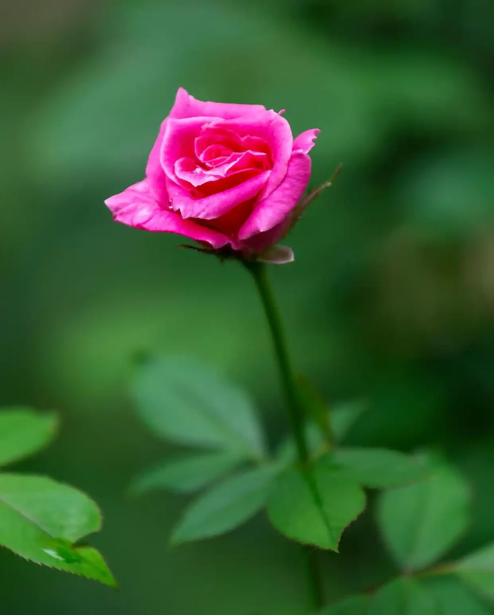 月季花與玫瑰花的區別