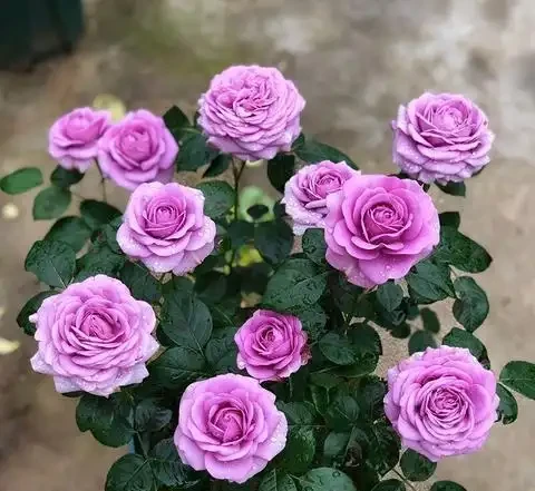月季花與玫瑰花的區別