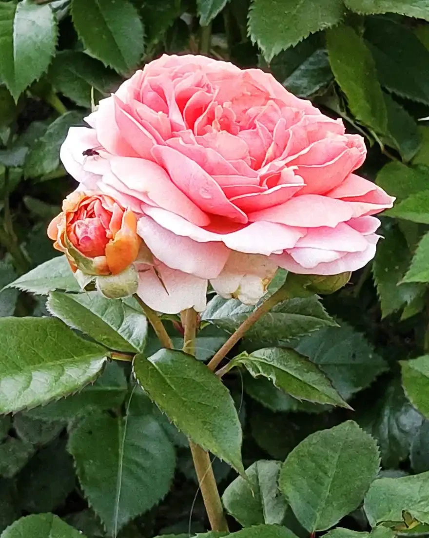 月季花與玫瑰花的區別