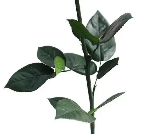 月季花與玫瑰花的區別