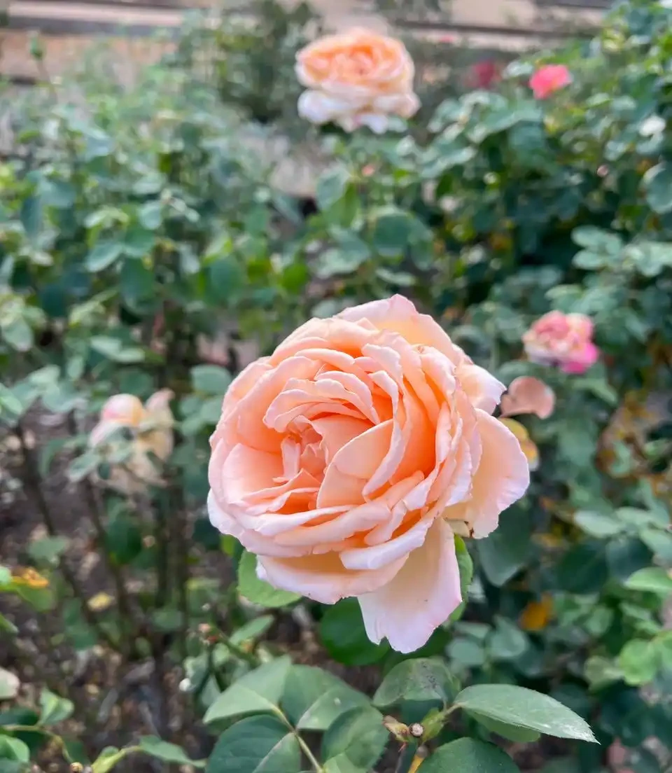月季花與玫瑰花的區別