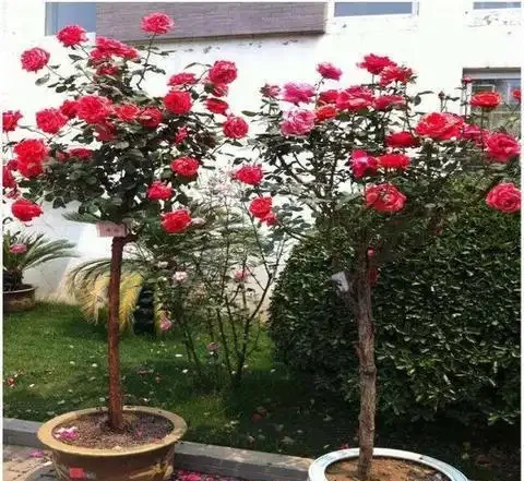 月季花與玫瑰花的區別
