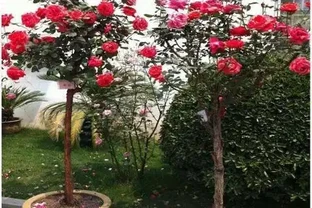 月季花與玫瑰花的區別