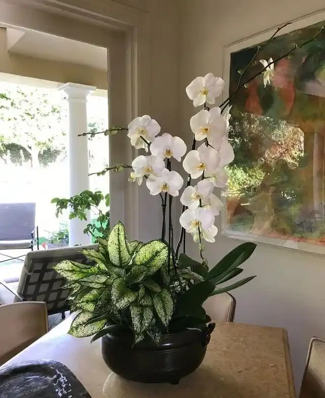 20 個室內植物裝飾技巧