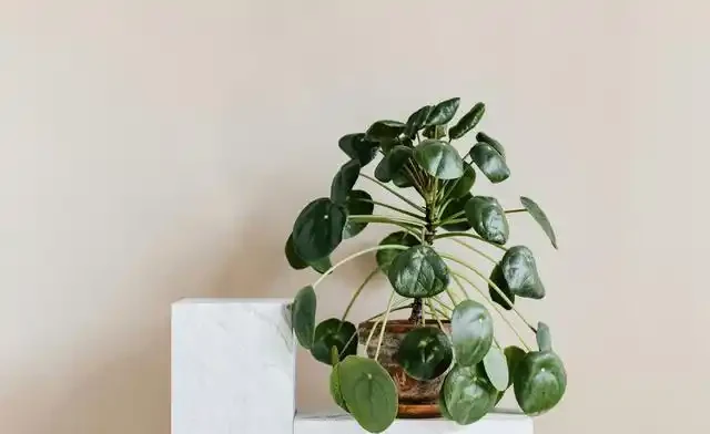 20 個室內植物裝飾技巧