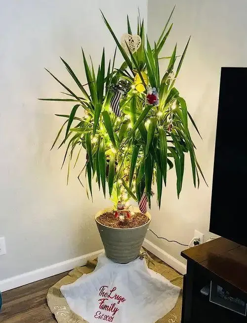 20 個室內植物裝飾技巧