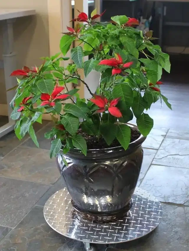 20 個室內植物裝飾技巧