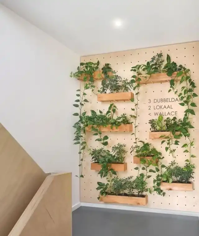 20 個室內植物裝飾技巧