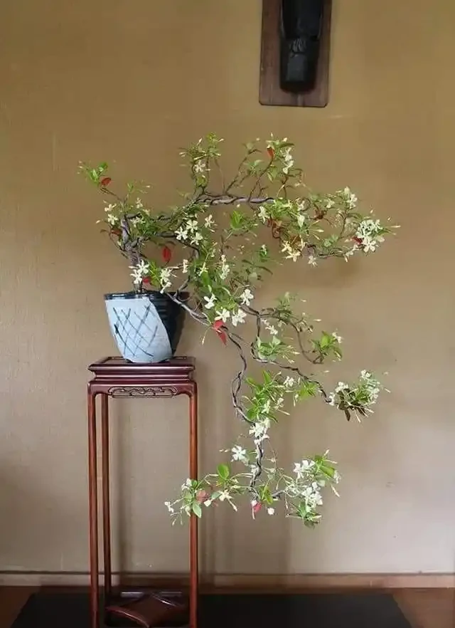 20 個室內植物裝飾技巧