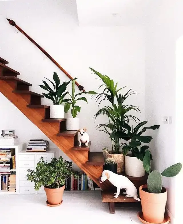 20 個室內植物裝飾技巧