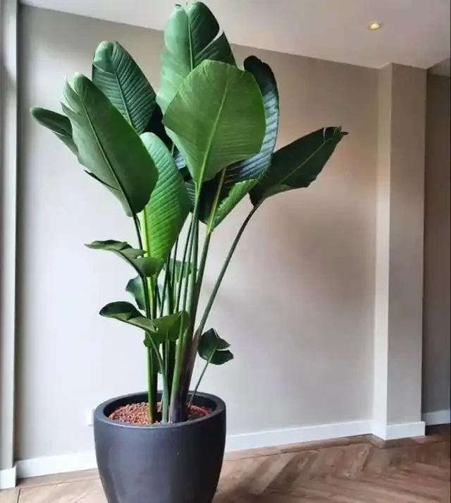 20 個室內植物裝飾技巧
