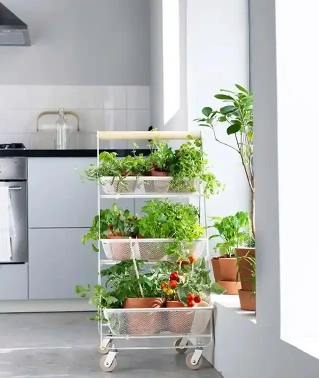 20 個室內植物裝飾技巧