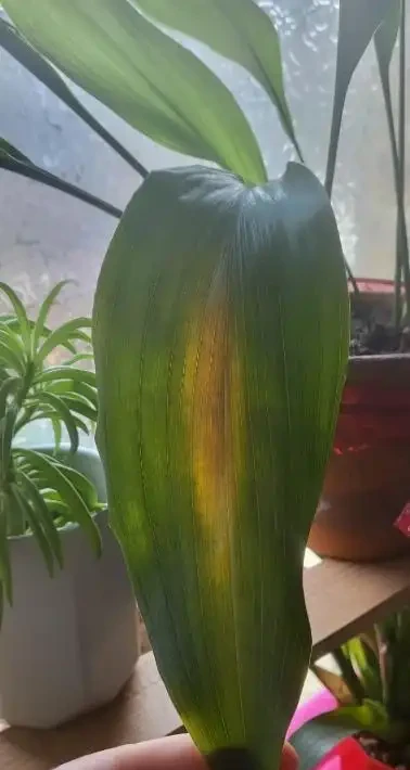 缺鐵肥