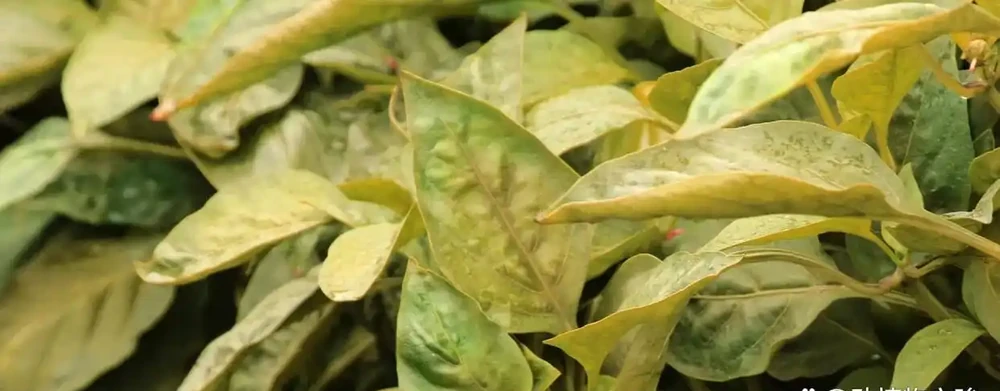 缺氮肥
