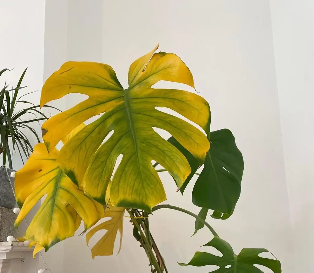 植物葉子發黃