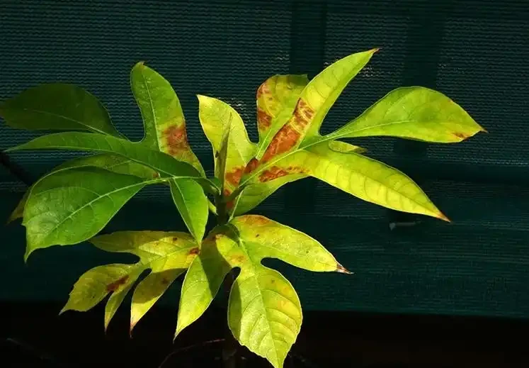 缺鉀肥