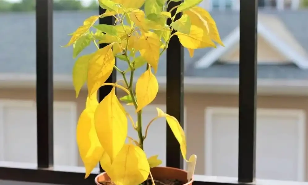 缺鎂肥