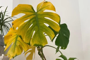 植物葉子發黃缺什麼肥？原因與解決方法大解析