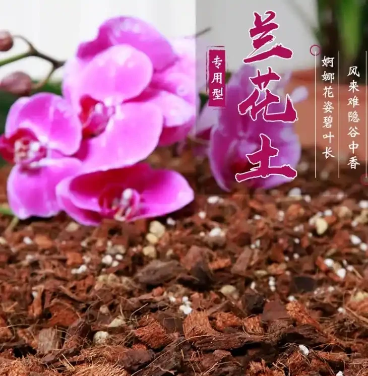 養蘭花用什麼土最好?推薦三種土養蘭花,苗壯、根肥、花多