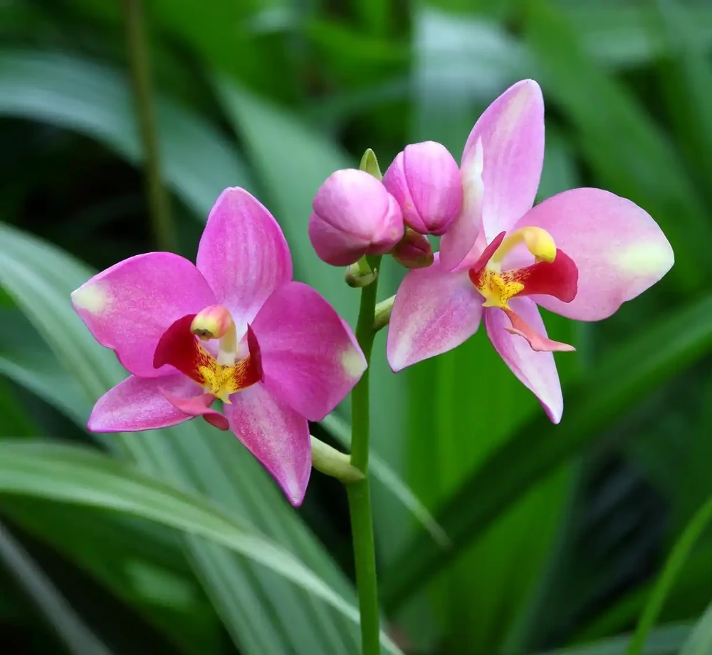 養蘭花用什麼土最好?推薦三種土養蘭花,苗壯、根肥、花多