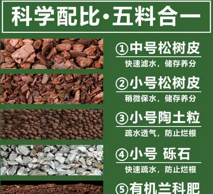養蘭花用什麼土最好?推薦三種土養蘭花,苗壯、根肥、花多
