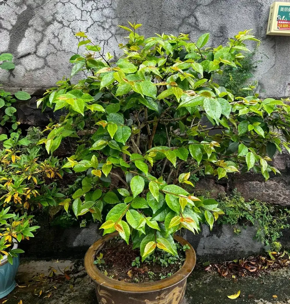 茶花要「虐養」,牢記「1控1少1多1勤」,冬天開花就妥了