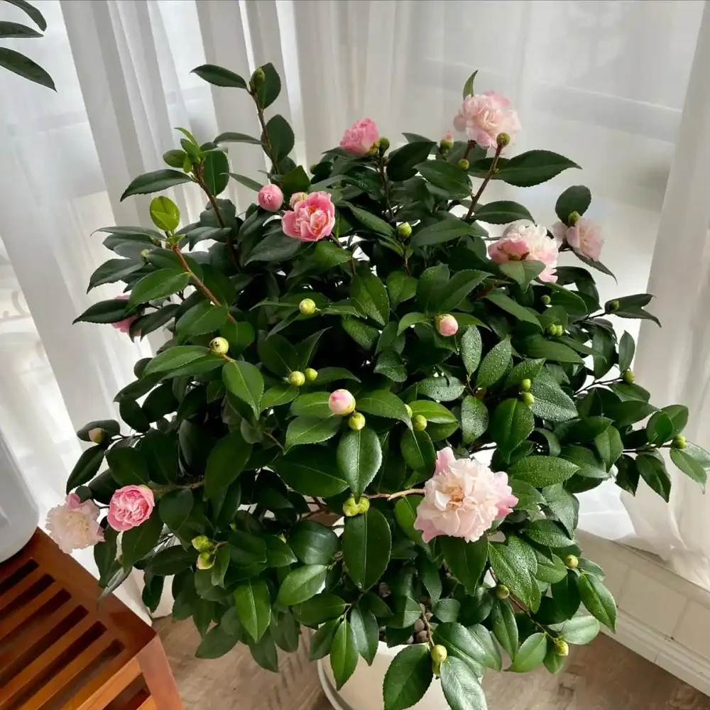 茶花要「虐養」,牢記「1控1少1多1勤」,冬天開花就妥了
