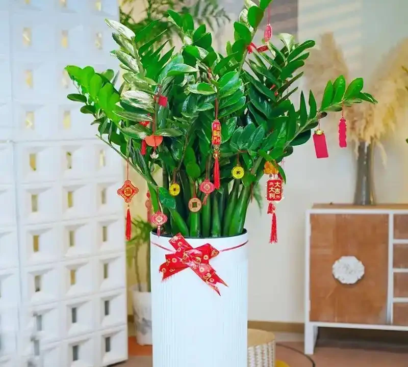 雪鐵芋