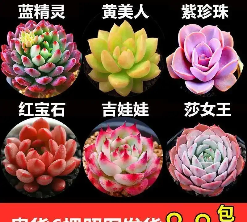 多肉植物